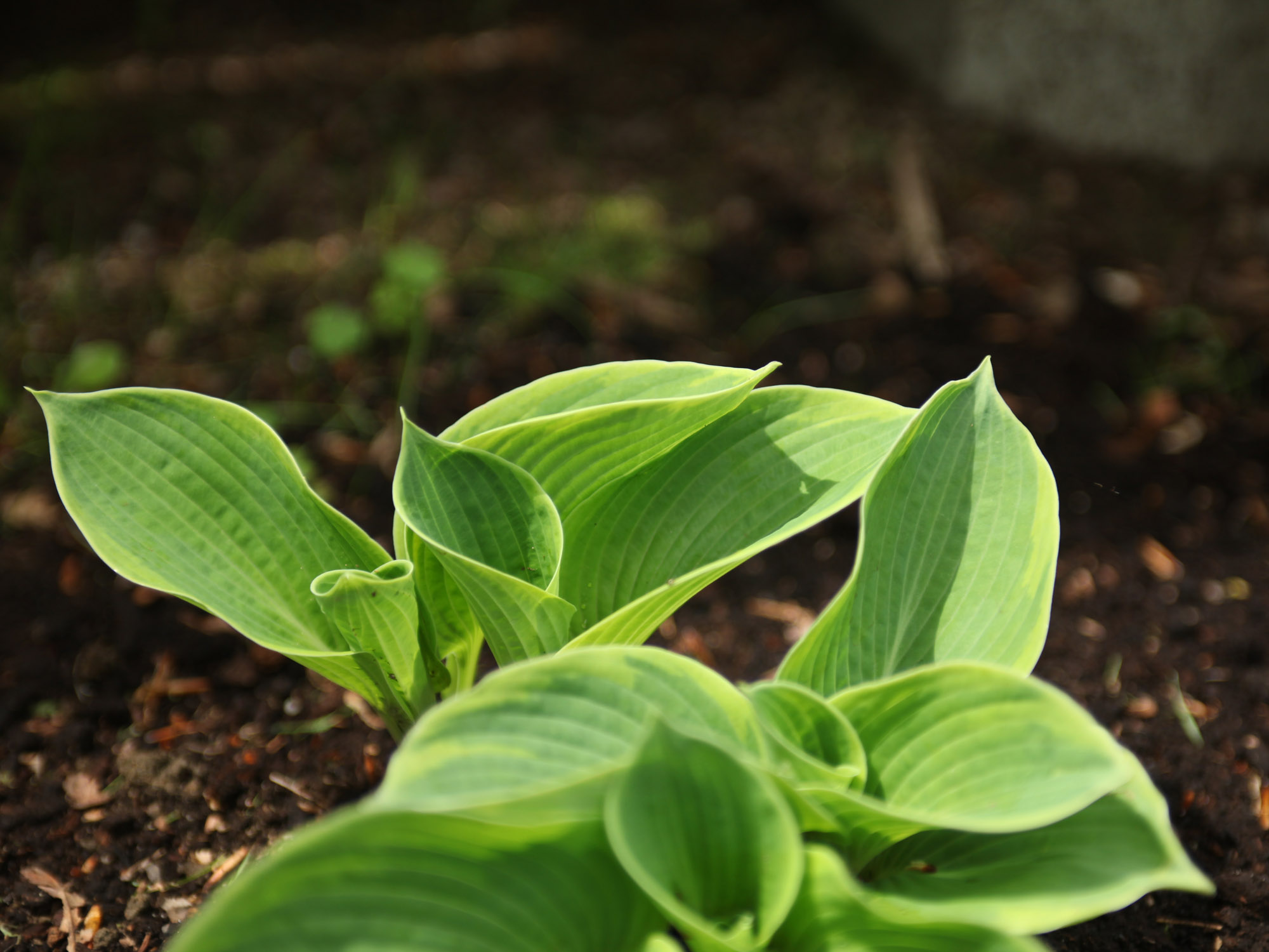 Plantes